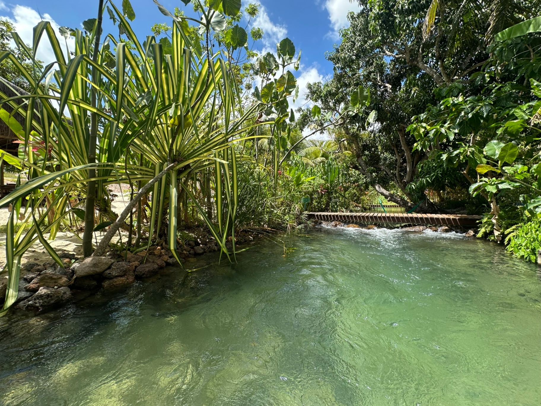 Natureza preservada do Rio Catolé em Catolé Rio do Fogo RN